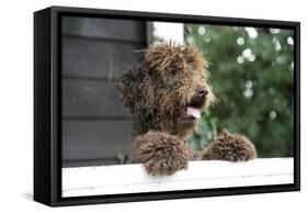 Brown Labradoodle Peering over Wall-null-Framed Stretched Canvas