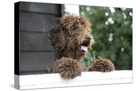 Brown Labradoodle Peering over Wall-null-Stretched Canvas