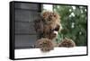Brown Labradoodle Peering over Wall-null-Framed Stretched Canvas