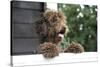 Brown Labradoodle Peering over Wall-null-Stretched Canvas