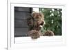 Brown Labradoodle Peering over Wall-null-Framed Photographic Print