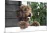 Brown Labradoodle Peering over Wall-null-Mounted Photographic Print