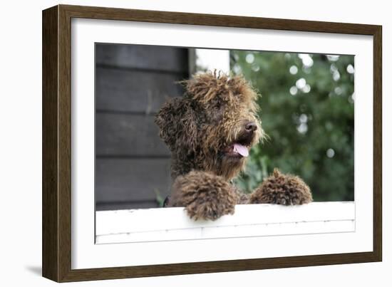 Brown Labradoodle Peering over Wall-null-Framed Photographic Print