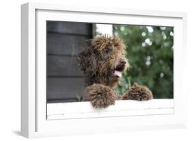 Brown Labradoodle Peering over Wall-null-Framed Photographic Print