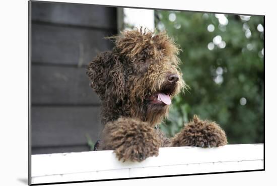 Brown Labradoodle Peering over Wall-null-Mounted Photographic Print