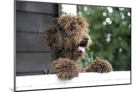 Brown Labradoodle Peering over Wall-null-Mounted Photographic Print