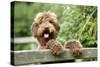 Brown Labradoodle with Front Paws on Gate-null-Stretched Canvas