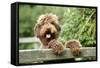 Brown Labradoodle with Front Paws on Gate-null-Framed Stretched Canvas