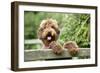 Brown Labradoodle with Front Paws on Gate-null-Framed Photographic Print