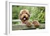 Brown Labradoodle with Front Paws on Gate-null-Framed Photographic Print