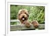 Brown Labradoodle with Front Paws on Gate-null-Framed Photographic Print