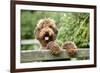 Brown Labradoodle with Front Paws on Gate-null-Framed Photographic Print