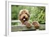 Brown Labradoodle with Front Paws on Gate-null-Framed Photographic Print