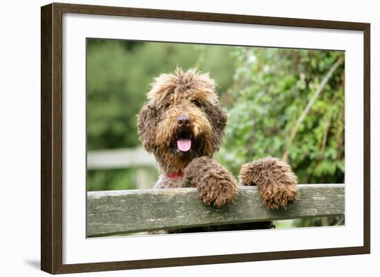 Brown Labradoodle with Front Paws on Gate-null-Framed Photographic Print