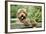 Brown Labradoodle with Front Paws on Gate-null-Framed Photographic Print