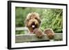 Brown Labradoodle with Front Paws on Gate-null-Framed Photographic Print