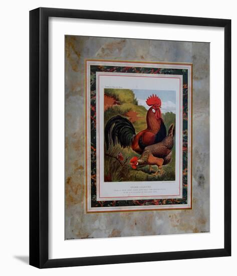 Brown Leg Horn-Cassell's Poultry Book-Framed Art Print