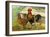 Brown Leghorns-null-Framed Art Print