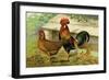 Brown Leghorns-null-Framed Art Print