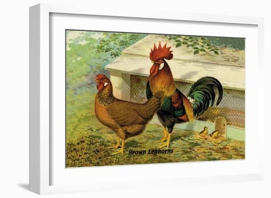 Brown Leghorns-null-Framed Art Print