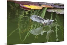 Brown Long-Eared Bat (Plecotus Auritus) Drinking From A Lily Pond , Surrey, UK-Kim Taylor-Mounted Photographic Print