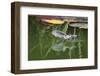 Brown Long-Eared Bat (Plecotus Auritus) Drinking From A Lily Pond , Surrey, UK-Kim Taylor-Framed Photographic Print