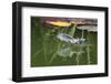 Brown Long-Eared Bat (Plecotus Auritus) Drinking From A Lily Pond , Surrey, UK-Kim Taylor-Framed Photographic Print
