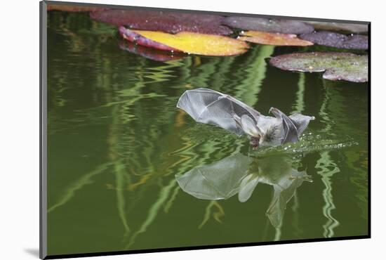 Brown Long-Eared Bat (Plecotus Auritus) Drinking From A Lily Pond , Surrey, UK-Kim Taylor-Mounted Photographic Print