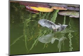 Brown Long-Eared Bat (Plecotus Auritus) Drinking From A Lily Pond , Surrey, UK-Kim Taylor-Mounted Photographic Print