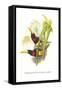 Brown Mandibled Aracari-John Gould-Framed Stretched Canvas