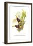 Brown Mandibled Aracari-John Gould-Framed Art Print