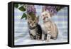 Brown Marble and Snow Marble Blue-Eyed Bengal-null-Framed Stretched Canvas