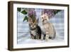 Brown Marble and Snow Marble Blue-Eyed Bengal-null-Framed Photographic Print