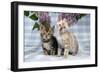 Brown Marble and Snow Marble Blue-Eyed Bengal-null-Framed Photographic Print