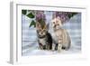 Brown Marble and Snow Marble Blue-Eyed Bengal-null-Framed Photographic Print