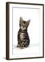 Brown Marble Blue-Eyed Bengal Kitten 6 Weeks Old-null-Framed Photographic Print
