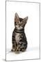 Brown Marble Blue-Eyed Bengal Kitten 6 Weeks Old-null-Mounted Photographic Print
