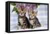 Brown Marble Blue-Eyed Bengal Kittens-null-Framed Stretched Canvas