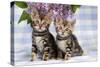 Brown Marble Blue-Eyed Bengal Kittens-null-Stretched Canvas