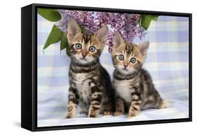 Brown Marble Blue-Eyed Bengal Kittens-null-Framed Stretched Canvas