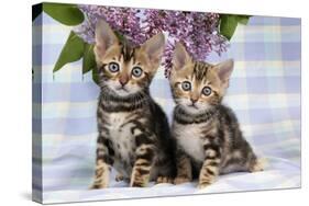 Brown Marble Blue-Eyed Bengal Kittens-null-Stretched Canvas