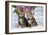 Brown Marble Blue-Eyed Bengal Kittens-null-Framed Photographic Print