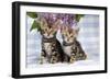 Brown Marble Blue-Eyed Bengal Kittens-null-Framed Photographic Print