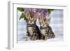 Brown Marble Blue-Eyed Bengal Kittens-null-Framed Photographic Print