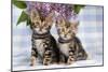 Brown Marble Blue-Eyed Bengal Kittens-null-Mounted Photographic Print