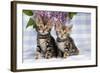 Brown Marble Blue-Eyed Bengal Kittens-null-Framed Photographic Print