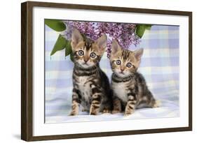 Brown Marble Blue-Eyed Bengal Kittens-null-Framed Photographic Print