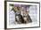 Brown Marble Blue-Eyed Bengal Kittens-null-Framed Photographic Print
