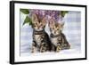 Brown Marble Blue-Eyed Bengal Kittens-null-Framed Photographic Print