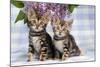 Brown Marble Blue-Eyed Bengal Kittens-null-Mounted Photographic Print